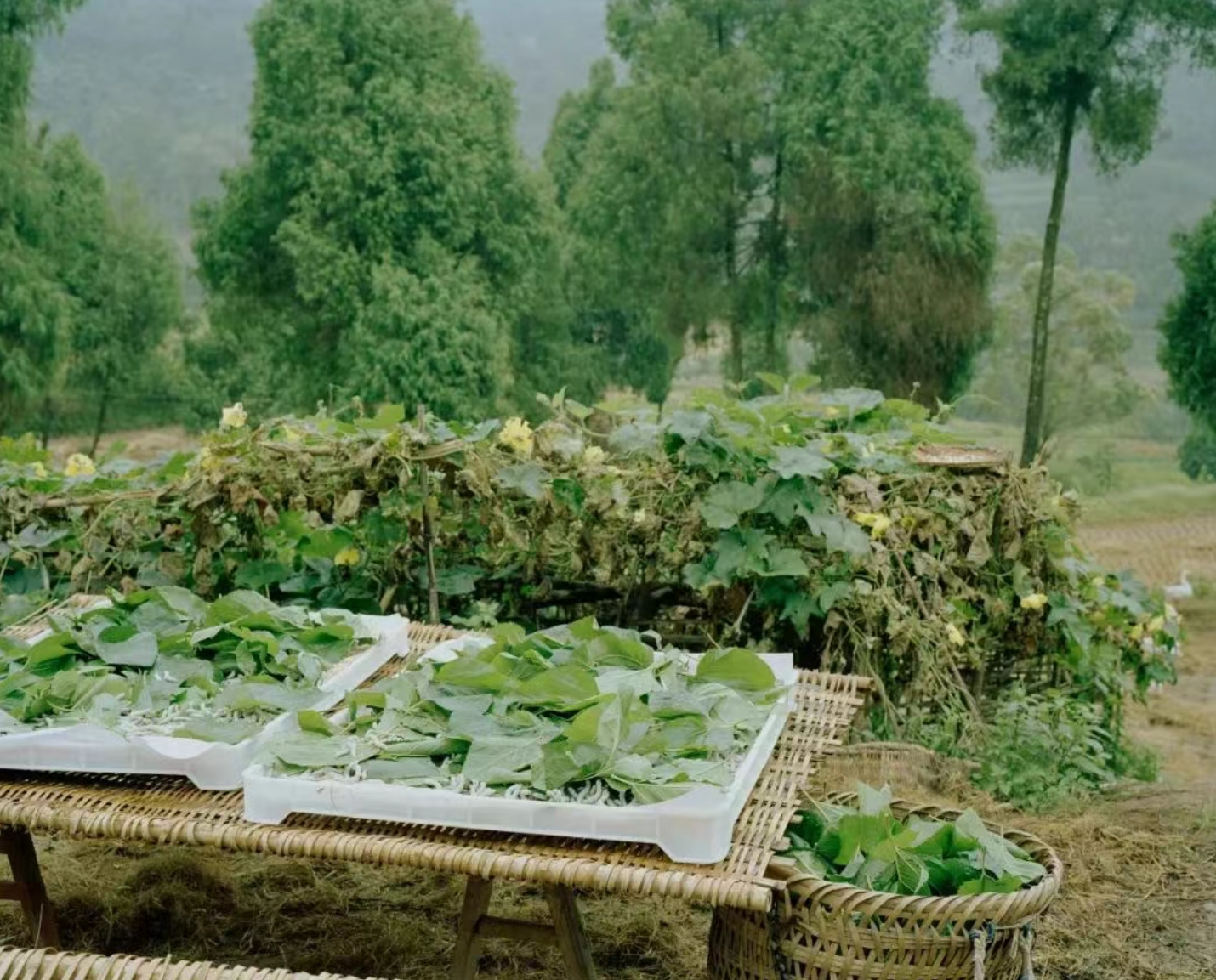 Luxe.CO Silk Culture Column | Where Is the World’s First Sustainable Organic Mulberry Silkworm Farm?