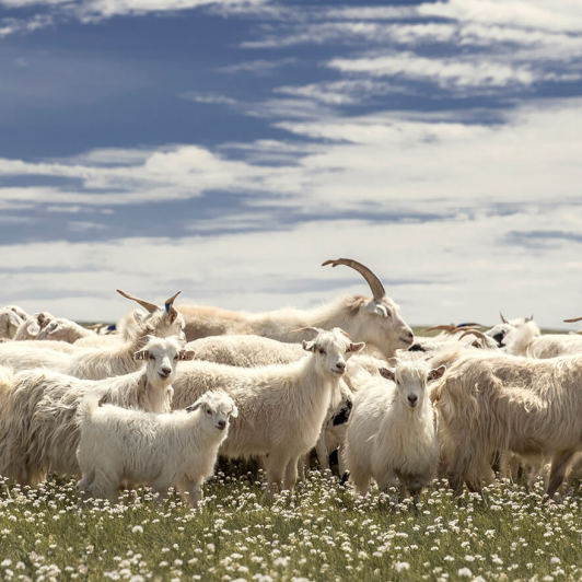 In-Depth | Why Are All Loro Piana Cashmere Award Winners from This Region in Inner Mongolia?